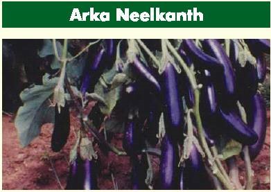 Arka Neelkanth