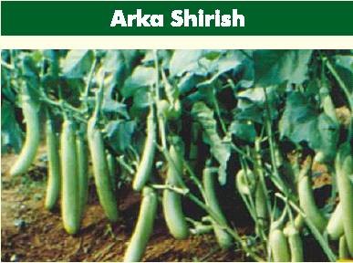 Arka shirish